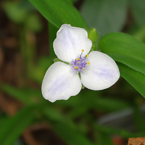 Tradescantia x andersoniana Osprey